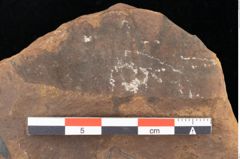Foto (Detailsansicht) von Quercus palaeoilex Ettingshausen (NHMW-GEO-2024-0188-0822)